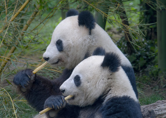 Two pandas seated in profile eat bamboo