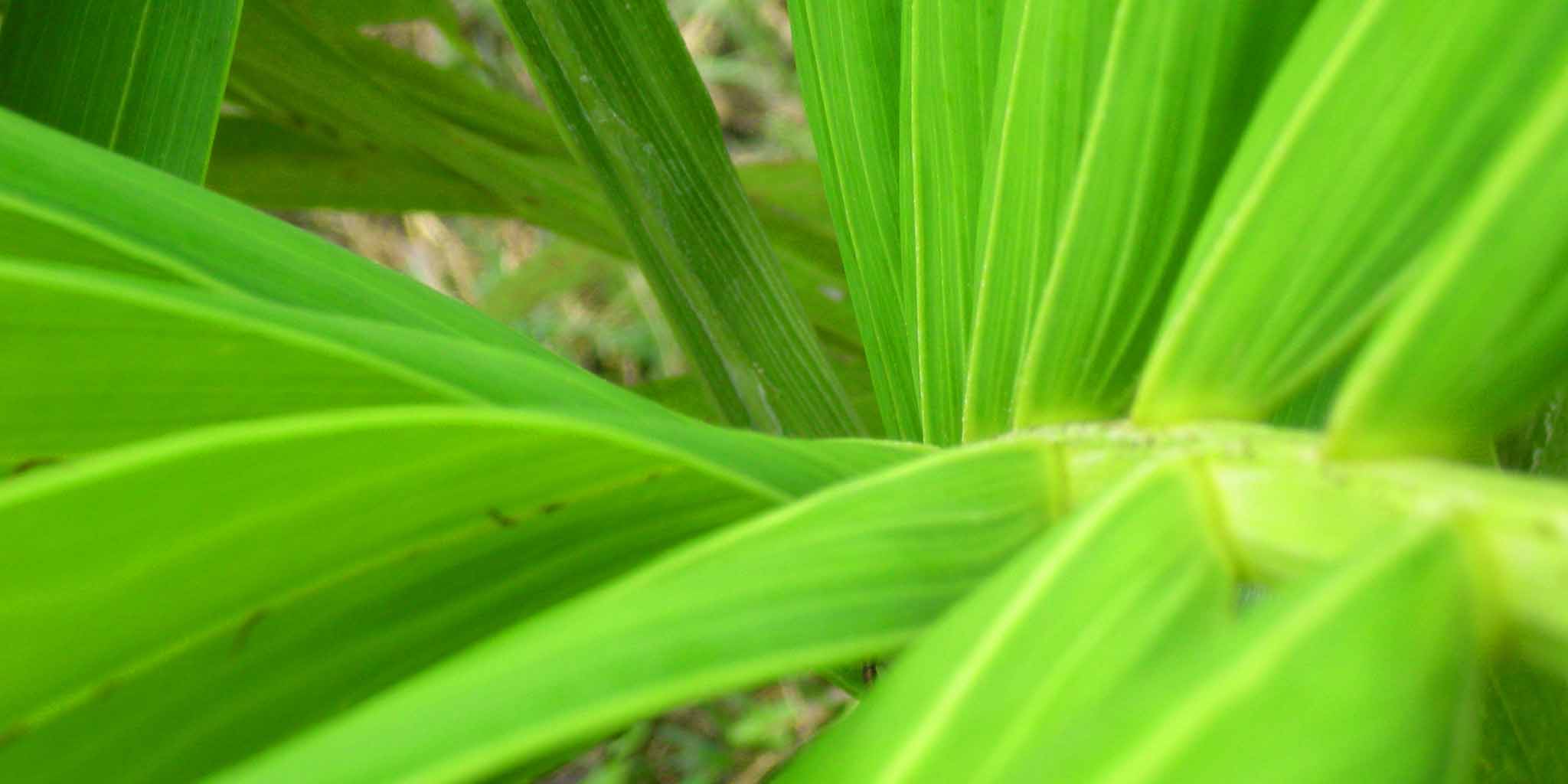 Closeup of fresh, green tropical island foliage