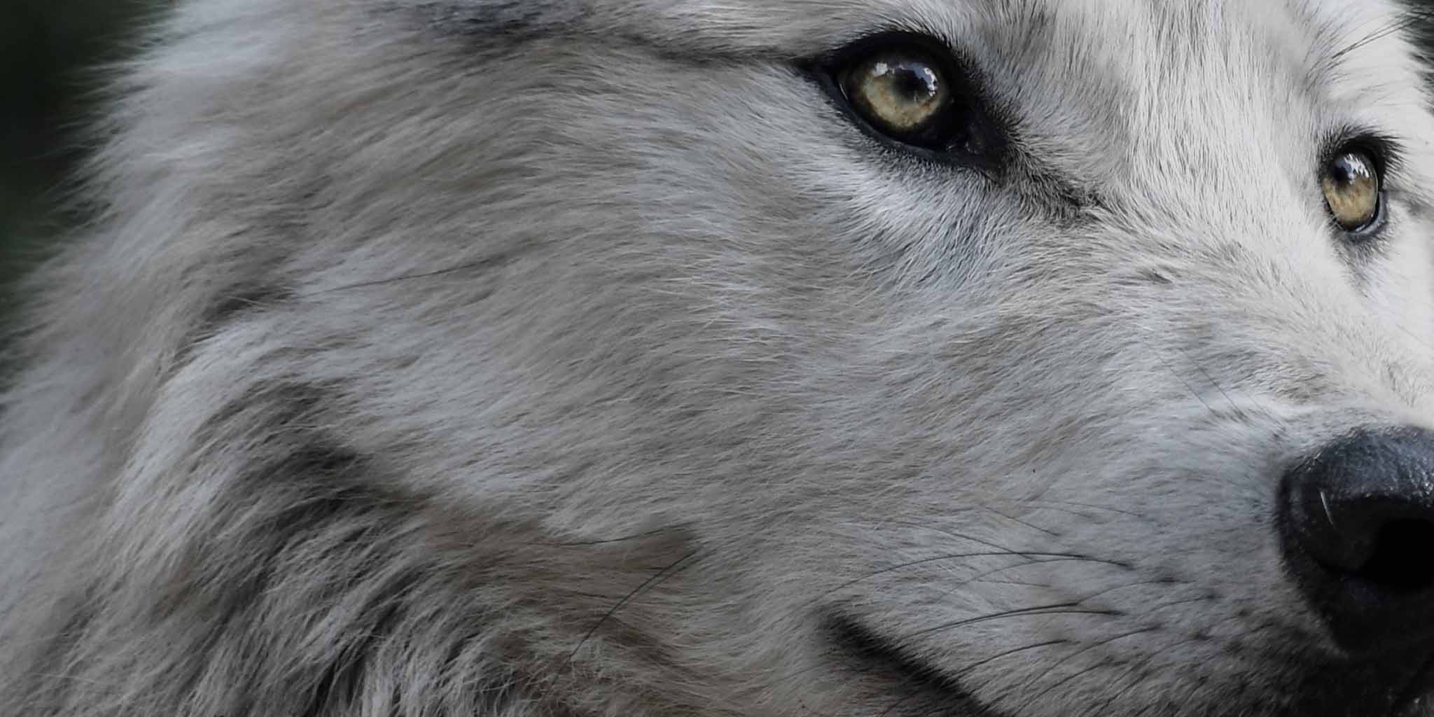 Closeup shot of an elegant grey wolf's face
